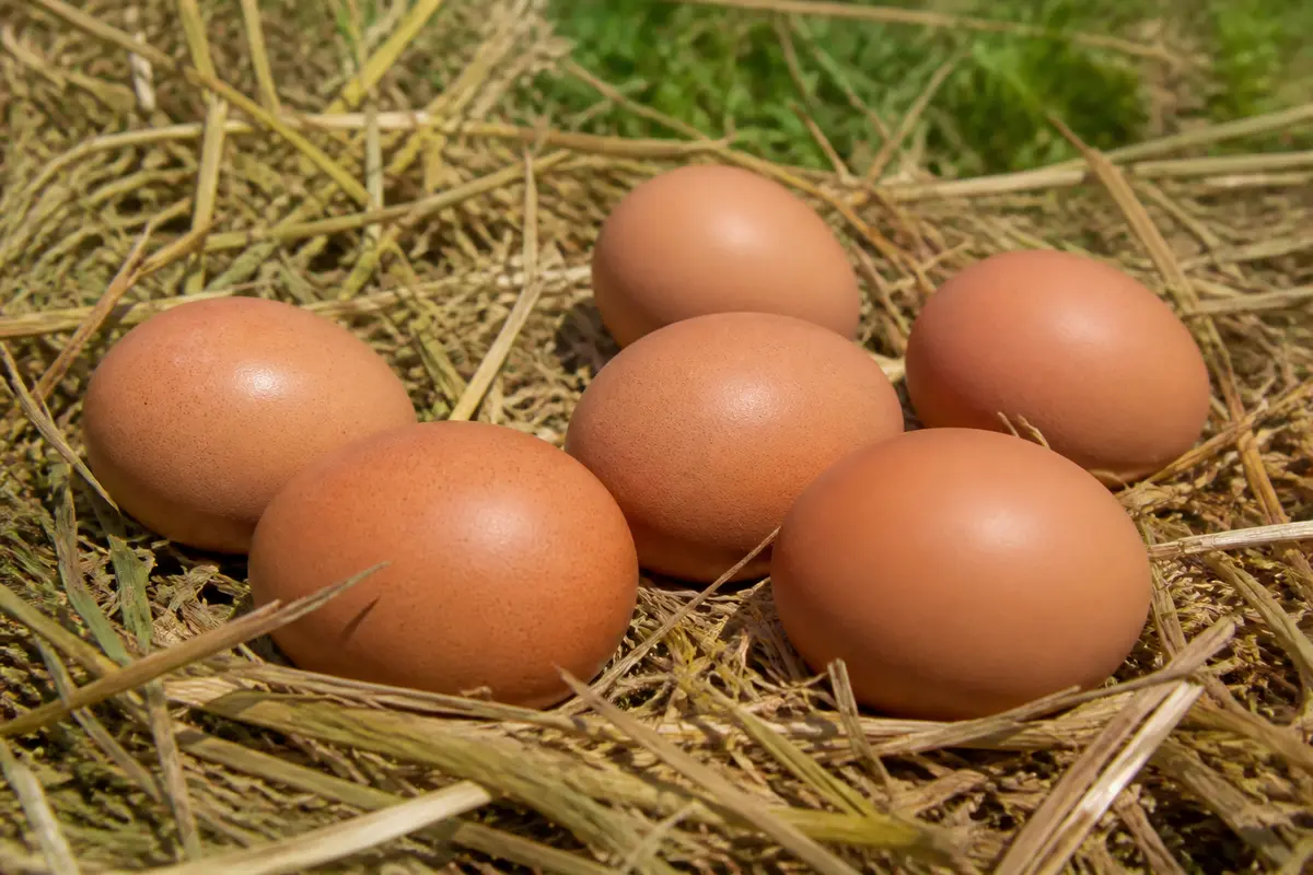 Six œufs bruns posés sur paille illustrant les caractéristiques des œufs de catégorie A